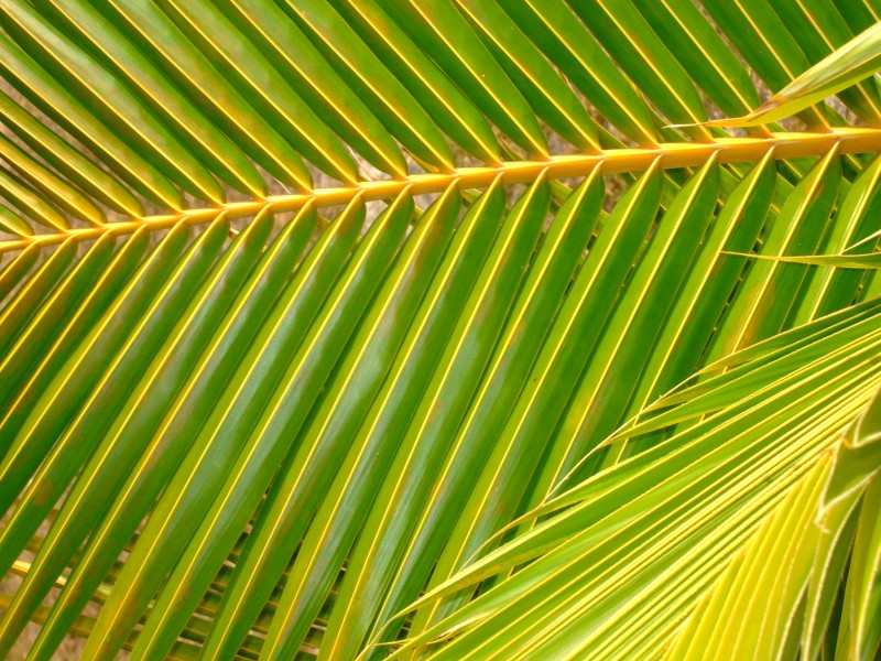 Mauritius 2010 - 0210 